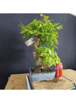 Zelkova serrata 5 Zelkova serrata 5