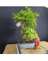 Zelkova serrata 5