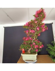 Azalea 1