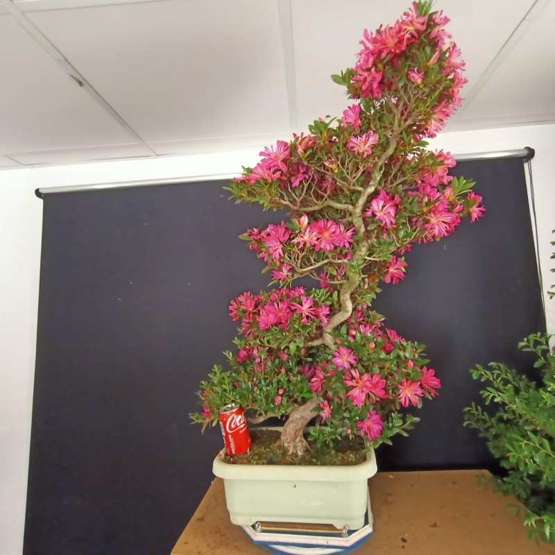 Azalea 1