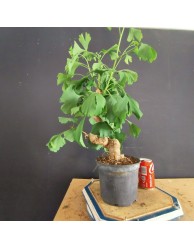 Ginkgo biloba 2