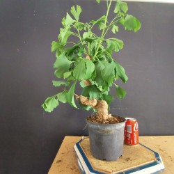 Ginkgo biloba 2