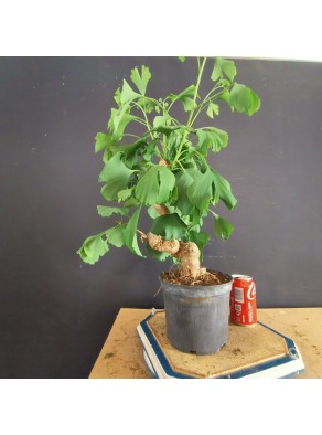 Ginkgo biloba 2 Ginkgo biloba 2
