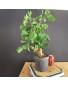 Ginkgo biloba 2