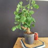 Ginkgo biloba 2