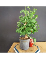 Ginkgo biloba 3