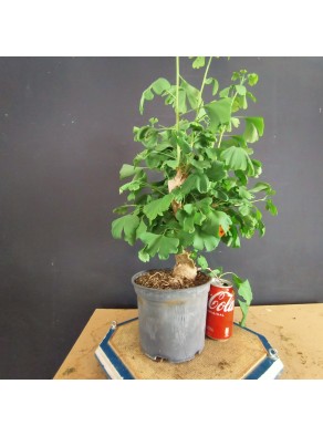 Ginkgo biloba 3 Ginkgo biloba 3