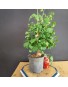 Ginkgo biloba 3