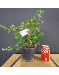 Manzano sargentii 1