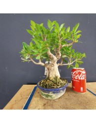 Ficus 5