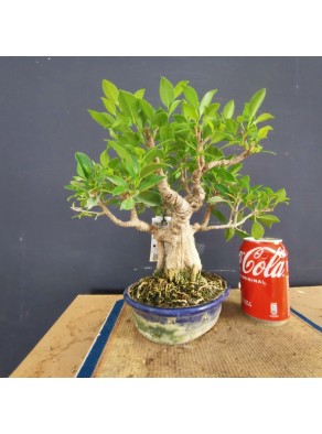 Ficus 5 Ficus 5