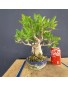Ficus 5