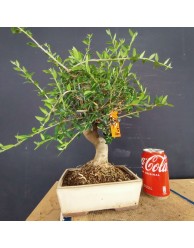 Acebuche 5