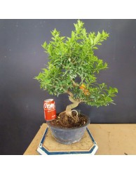 Citrus Myrtifolia 1