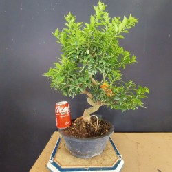 Citrus Myrtifolia 1