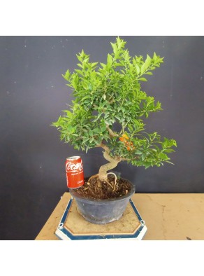 Citrus Myrtifolia 1