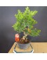 Citrus Myrtifolia 1