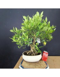Citrus Limequat 1