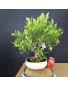 Citrus Limequat 1