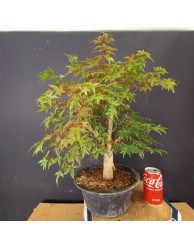 Acer Palmatum Deshojo 1