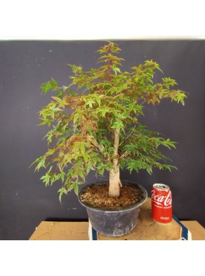 Acer Palmatum Deshojo 1 Acer Palmatum Deshojo 1