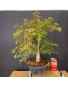 Acer Palmatum Deshojo 1