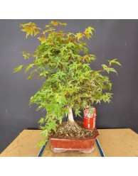 Acer Palmatum Deshojo 2