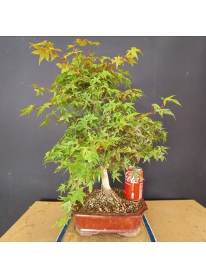 Acer Palmatum Deshojo 2 Acer Palmatum Deshojo 2