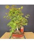 Acer Palmatum Deshojo 2