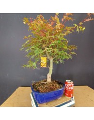 Acer Palmatum deshojo 3