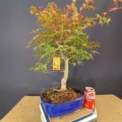 Acer Palmatum deshojo 3