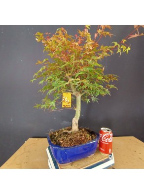 Acer Palmatum deshojo 3 Acer Palmatum deshojo 3