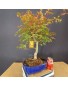 Acer Palmatum deshojo 3