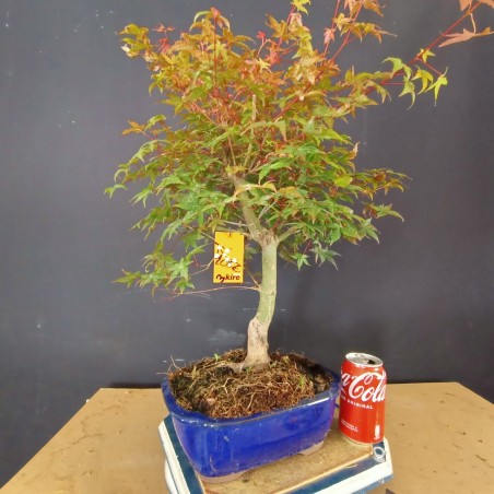 Acer Palmatum deshojo 3