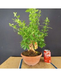 Durantha repens 1