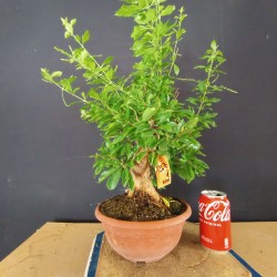 Durantha repens 1