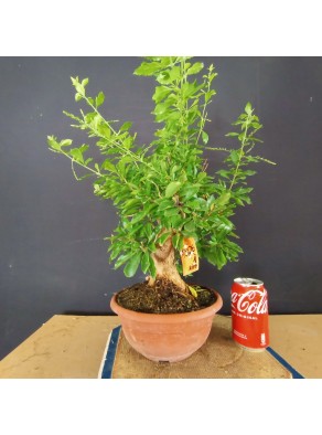 Durantha repens 1 Durantha repens 1