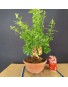 Durantha repens 1