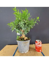 Citrus Myrtifolia 2