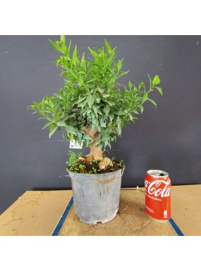 Citrus Myrtifolia 2