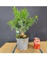 Citrus Myrtifolia 2