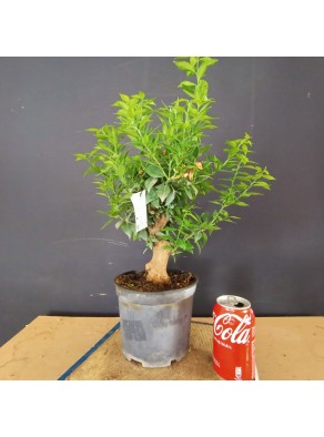 Citrus Myrtifolia 3
