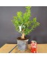 Citrus Myrtifolia 3