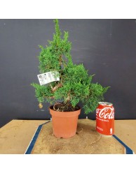 juniperus chinensis kishu 2