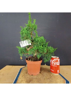 juniperus chinensis kishu 2 juniperus chinensis kishu 2