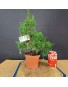 juniperus chinensis kishu 2