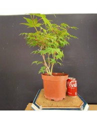 Acer palmatum yamamomiji 2