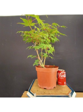 Acer palmatum yamamomiji 2 Acer palmatum yamamomiji 2