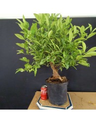 Citrus calamondin 2