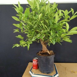 Citrus calamondin 2